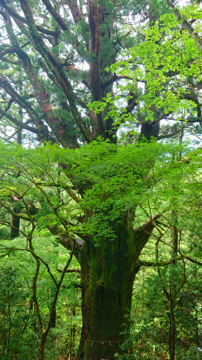 春埜山大光寺　春埜杉